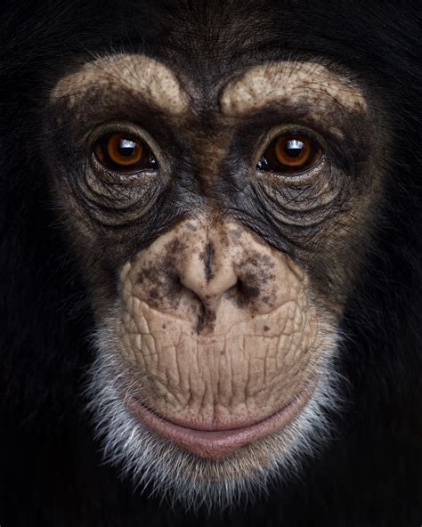 monkey face close up