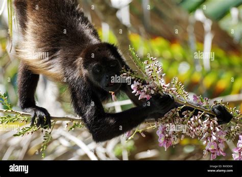 monkey feeding Panama