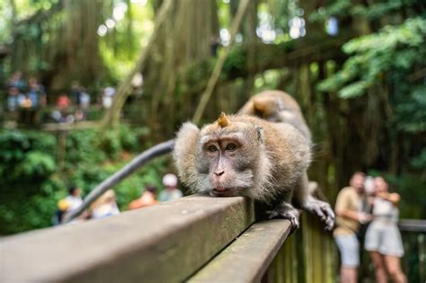 Monkey Forest