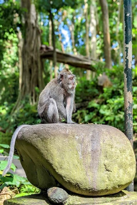 Monkey Forest Sanur