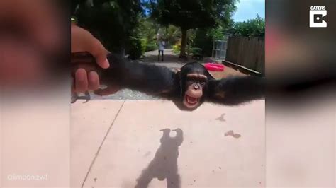 monkey getting spinned around