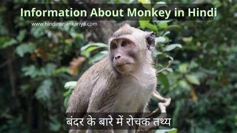 About Monkey Information In Hindi References