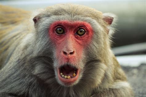 monkey jpg images download