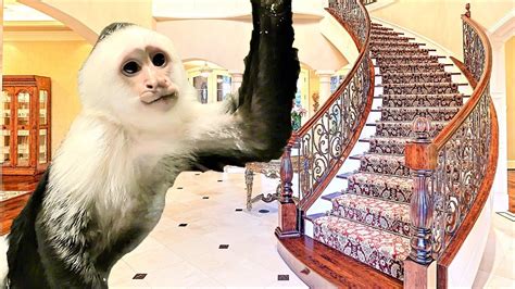 monkey mansion