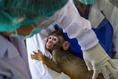 monkey receiving medical care