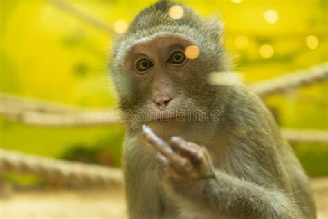 Monkey Middle Finger