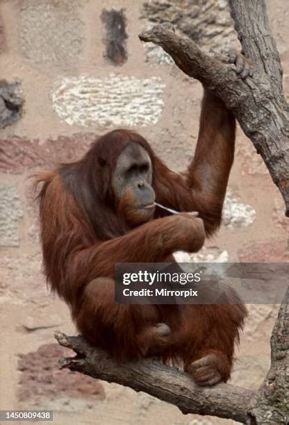 Monkey On A Stick Meaning