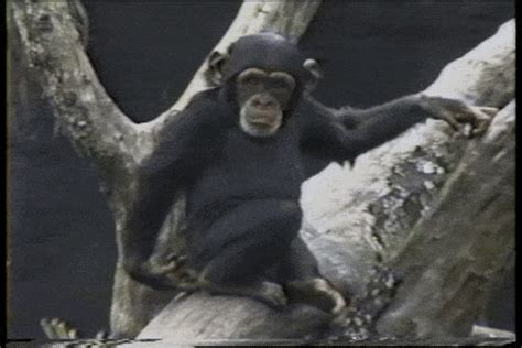 monkey on back gif