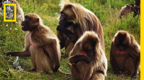 The Mating Game: Monkey Style