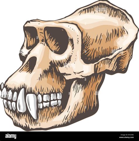 Mysterious Monkey Skull Finds: What They Really Mean