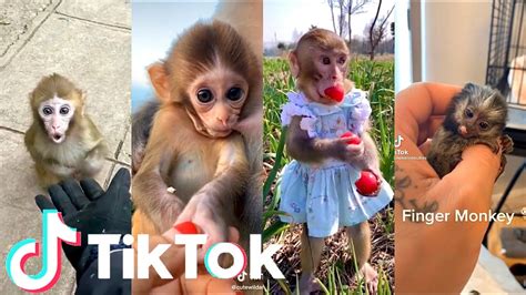 monkey talking to person tiktok