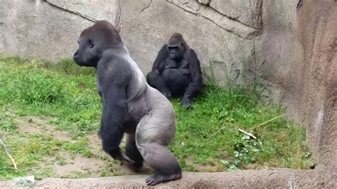 Monkey Throwing Poop Video