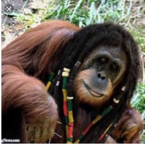 Monkey With Dreads