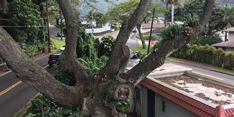 Monkeypod Tree At Manoa Road