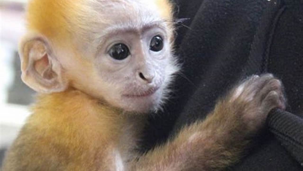 Discover Your Perfect Primate Companion: Monkeys For Adoption