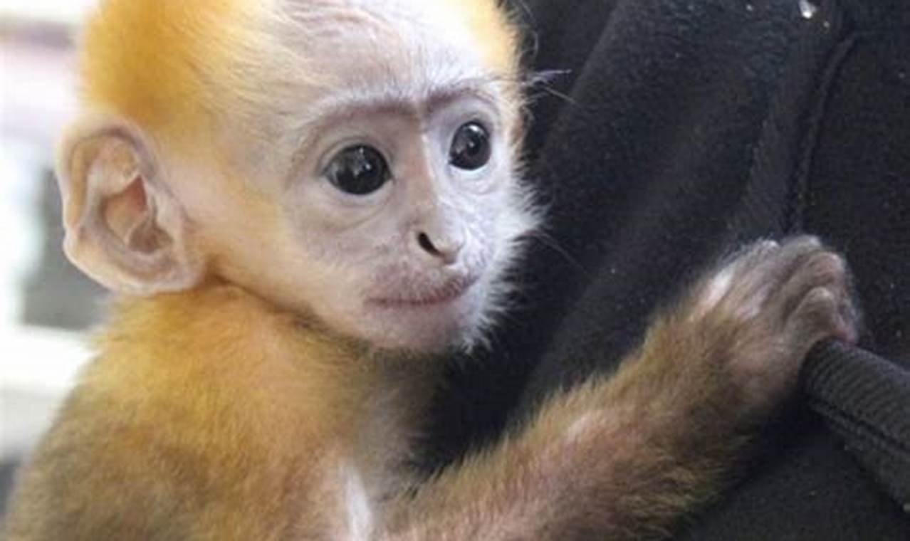 Discover Your Perfect Primate Companion: Monkeys For Adoption