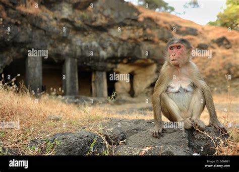 monkeys at Elephanta Island