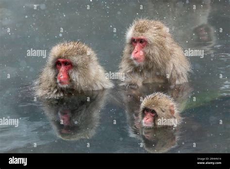 Monkeys Bathing In Japan