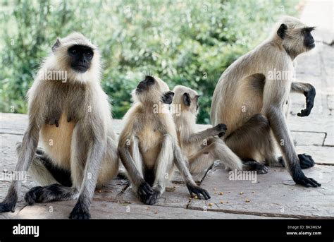 Discover India's Fascinating Monkey Species: Unique Behaviors Unveiled