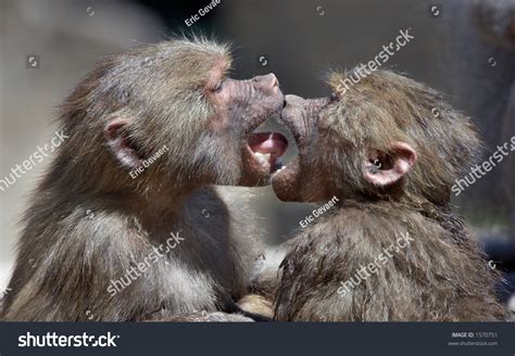Monkeys Kissing