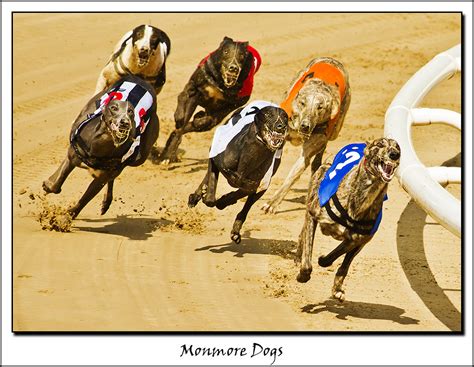Monmore Dogs