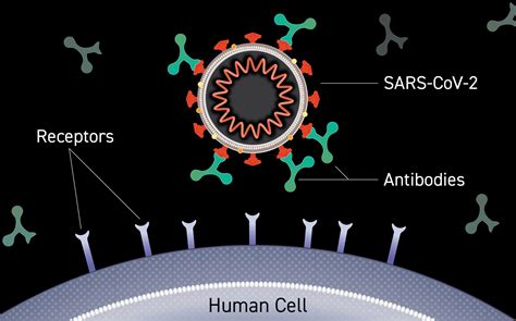 monoclonal antibodies clinical trials