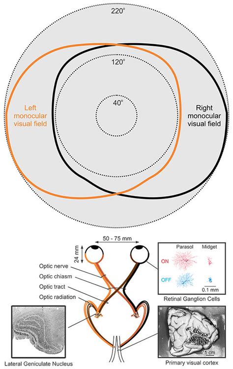 Monocular Field Of Vision