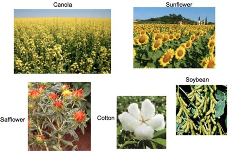 monoculture ap human geography