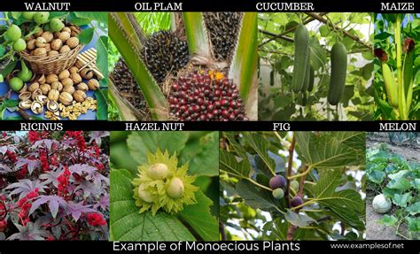 Monoecious Plants Examples Chara