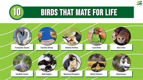 Discover 8 Insights monogamous birds Loyal Pair Bonds