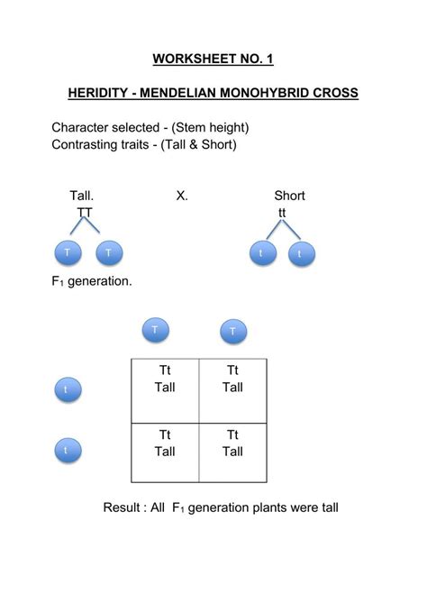 Monohybrid Cross Printable Template