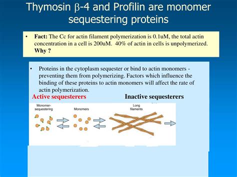 Monomer Sequestering Proteins