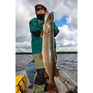 Monster Northern Pike