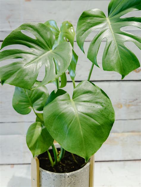 Monstera