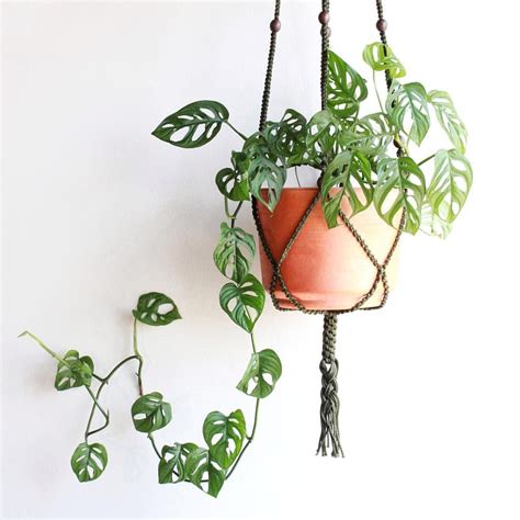 Who likes to let their Monstera Adansonii’s hang? Or are you for keen