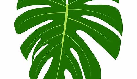 Download Monstera, Leaf, Plant. Royalty-Free Stock Illustration Image