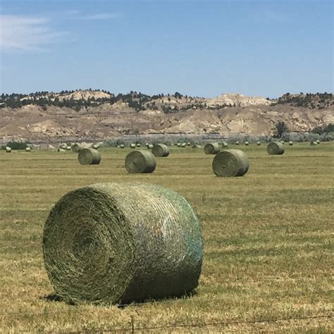 montana hay market report