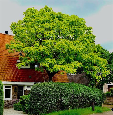 Mooi Boompje Voortuin