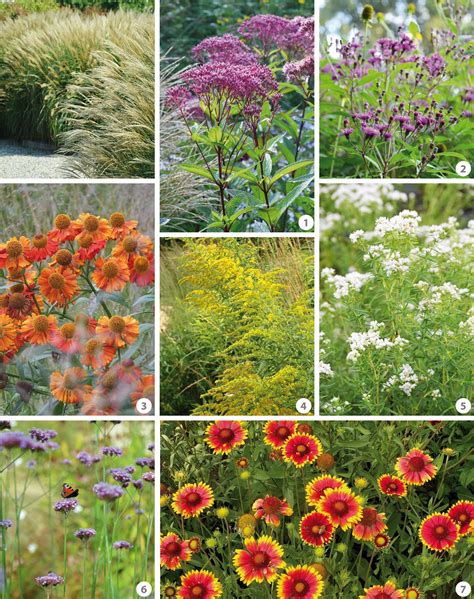 Mooiste Borderplanten