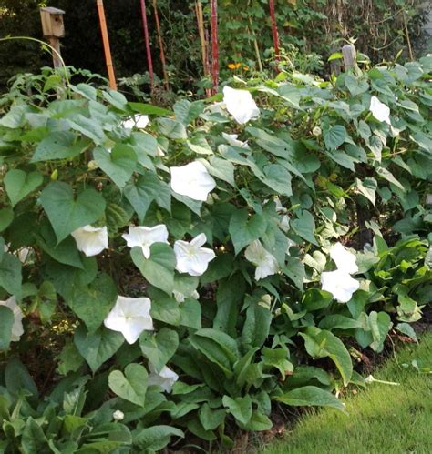 Moon Flower Vine