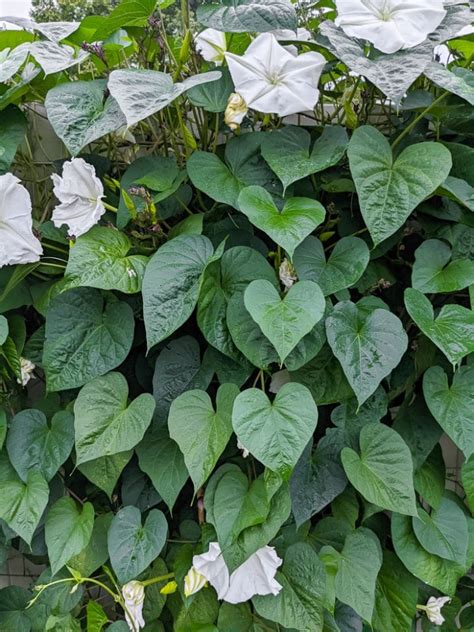 Moon Flower Vines