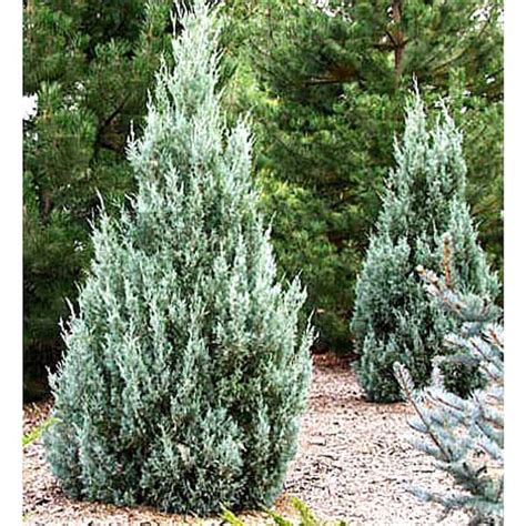 Moonglow Juniper Mature
