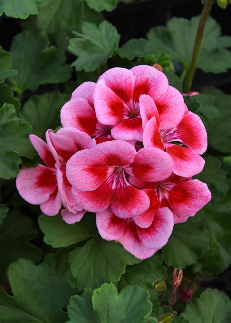 Unlocking Secrets of Moonlight Pink Beauty