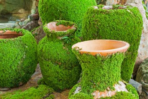 überlaufen Mäander Abgabe moos blumentopf entfernen Münzwäscherei ich