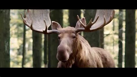 Moose Commercial