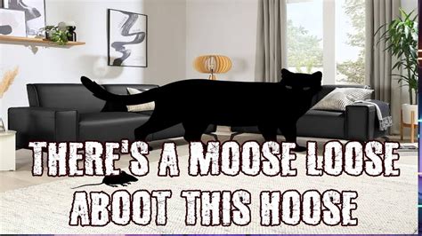 moose loose about this house