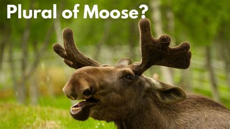 Petition · Change the plural form of moose to meese United States