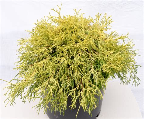 Mops Threadleaf False Cypress