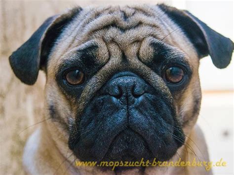 Mops Welpen Gassi Gehen