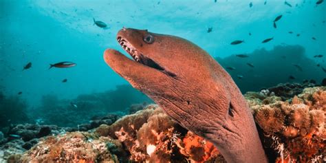 Moray Eel Conservation Status